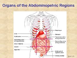 It's important to know these abdominal regions and quadrants, as they will help provide you with a point of reference when discussing the human body. The Human Body Body Cavities Regional Terms Anterior