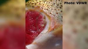 Image result for Gilgiochloa indurata