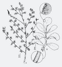 Image result for Indigofera microcarpa