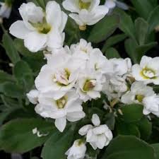Image result for Arabis alpina