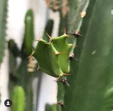 Image result for Euphorbia transvaalensis