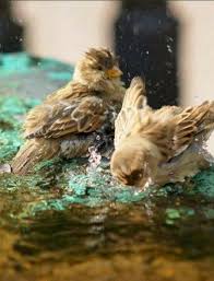 Simple Pleasures Http Www Youtube Com Watch V 658h8tn Tcy Beautiful Birds Beautiful Photos Of Nature Pretty Birds