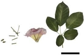Cds / dvds / vhs 0; Modulating Physical Chemical And Biological Properties Of Silver Nanoparticles Obtained By Green Synthesis Using Different Parts Of The Tree Handroanthus Heptaphyllus Vell Mattos Sciencedirect