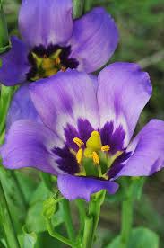 Image result for eustoma maurine