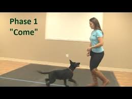 Check spelling or type a new query. Best Way To Teach A Puppy To Come When Called K9 1 Com Youtube