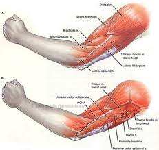 The arm is one of the body's most complex and frequently used structures. Arm Anatomy Muscle Anatomy Arm Muscle Anatomy