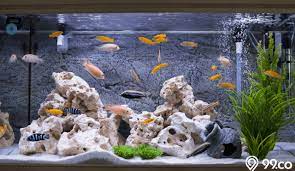 9 Langkah Cara Membuat Aquarium Untuk Pemula Ada Tips Merawat