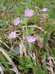 Image result for Primulaceae