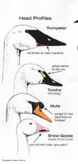 Mute swans flying over water coloring page. 4 Ways To Tell Apart Swans And Snow Geese Dickinson County Conservation Board
