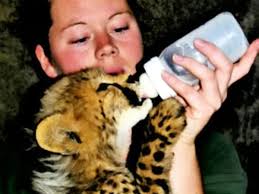 Death of zoo keeper mauled by tiger was accidental, inquest concludes