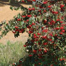 We did not find results for: A Complete Guide To Washington Hawthorn Trees