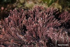Image result for Gleichenia elongata