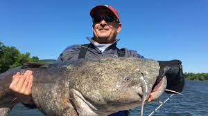 Catching Giant Flathead Catfish On The Tennessee River Youtube