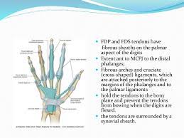 It plays an important role in supporting the medial arch and functionally controls the position of the foot during walking and running. Tendon Injuries Of Hand