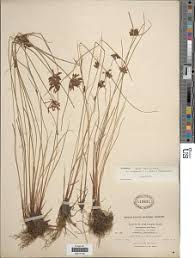 Image result for Pycreus niger