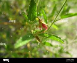 Image result for Hermannia glanduligera