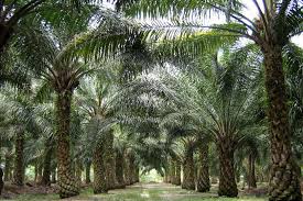 Unit conversion for palm oil price today. Global Price Index Palm And Soybean Oil Lose A Lot Of Ground