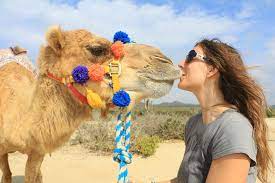 The last thing you are probably thinking about for your next visit to cabo san lucas is a camel ride. Outback Camel Safari In Cabo Travel Trend Setters