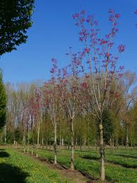 Image result for Toona