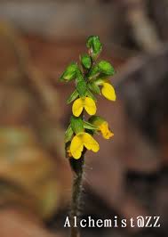 Image result for Zeuxine