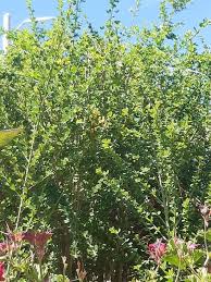 Image result for Maerua juncea