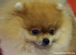 Fish Oil Supplements For Dogs