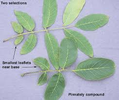 Image result for Juglans