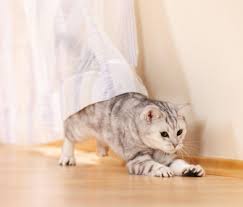 I want to know if my kitty is sick, please help! Why Does My Cat Chase Me