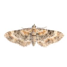 Image result for Eupithecia pulchellata