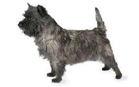 Cairn Terrier Dog Breed Information Pictures