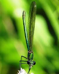Libelle Natur Libelle