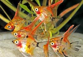 Budi daya ikan hias dan sarana peralatan budidaya disarikan oleh : 11 Cara Budidaya Ikan Angelfish Di Akuarium Untung Besar
