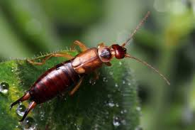 Other tiny bugs that can easily be ruled out because they do not jump at all are bed bugs and ants. The Pests That Love Moisture Plunkett S Pest Control