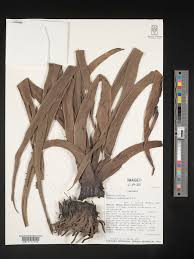 Image result for Hypoxis subspicata