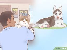 German shepherd/husky puppies (wsl > lexington, nc) pic hide this posting restore restore this posting. 3 Ways To Buy A Siberian Husky Puppy Wikihow