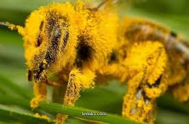 Image result for bee with pollen on legs