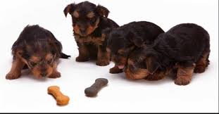 The pet glider | worlds #1 shop for sugar gliders & supplies! The Pet Store Near Me Is Your Opportunity To Buy Everything Your Dog Needs Cycletradeonline