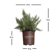 Image result for rosemary container