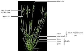 Image result for Brachypodium