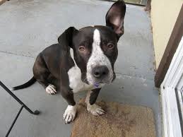 Black And White Basset Hound Mix Marlow Rocket Dog Rescue Rescue Dogs Dogs Cute Animals