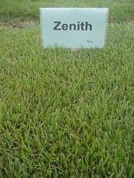 Zoysia Grass Maintenance How To Care For Zoysia Grass Zoysia Grass Lawn Care Zoysia Grass Grass Care Lawn Care