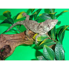 Anolis barbatus (western bearded anole) is a species of anole lizard from western cuba. False Chameleon Cb Babies Males Only Strictly Reptiles Inc
