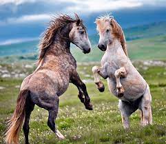 Dangerous Horses