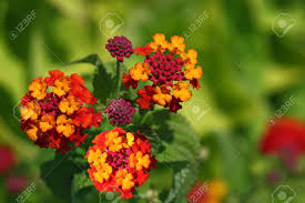 The orange lily is a vibrant lily species with showy orange flowers that. Red Orange Yellow Lantana Flower Plant Stock Photo Picture And Royalty Free Image Image 11105493