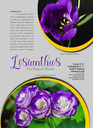 Image result for eustoma flamenco