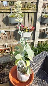 Image result for Kalanchoe thyrsiflora