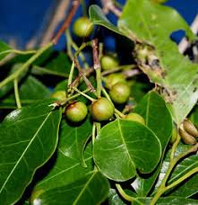 Image result for Maprounea