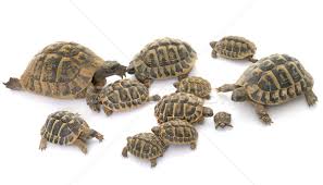 We did not find results for: Hermanns Tortoise And Baby Turtles Stock Photo C Cynoclub 7186631 Stockfresh