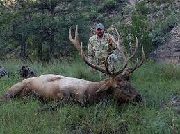 The rut begins in the first part of the season and is usually in full swing after the 10th of september. New Mexico Elk Hunting Trophy New Mexico Elk Hunts