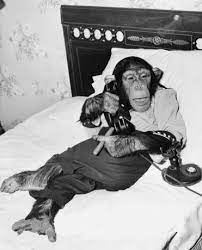 Pin On Smoking Monkeys